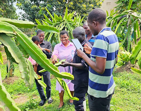 We connect farmers, investors, and businesses to opportunities in the dragon fruit sector.