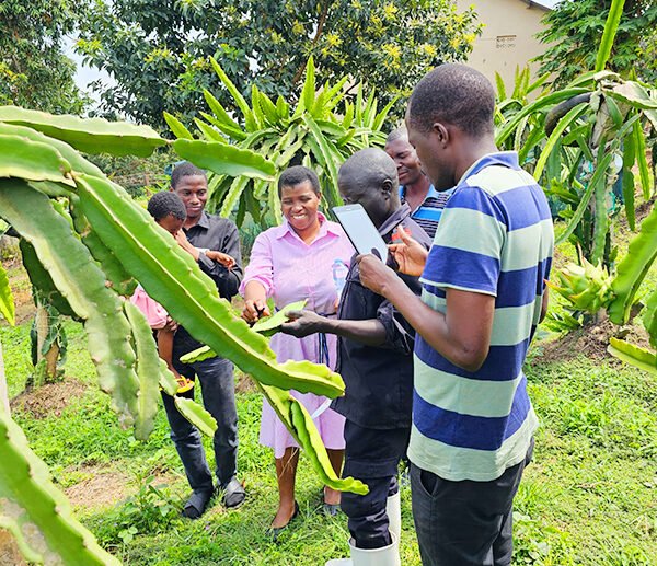 We connect farmers, investors, and businesses to opportunities in the dragon fruit sector.