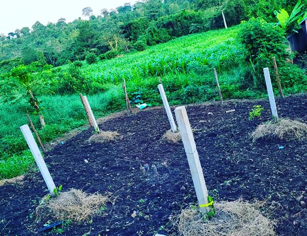 Our experts help farmers establish professional dragon fruit orchards with the right techniques and tools.