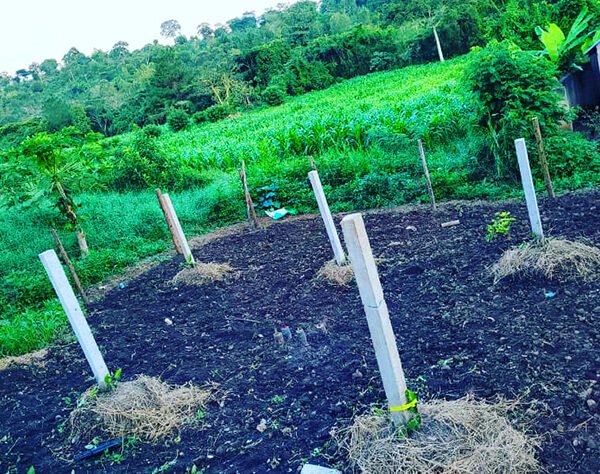 Our experts help farmers establish professional dragon fruit orchards with the right techniques and tools.