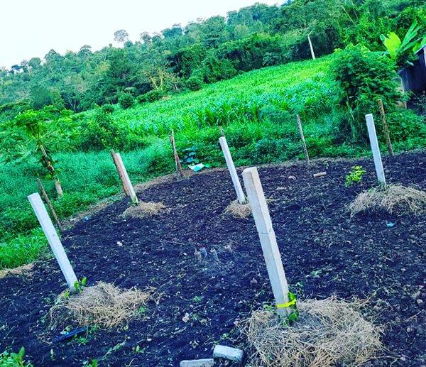 Our experts help farmers establish professional dragon fruit orchards with the right techniques and tools.