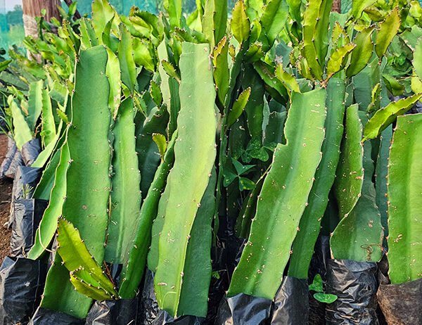 Starting right is key to successful dragon fruit farming. We provide certified seedlings that guarantee productivity and long-term results.
