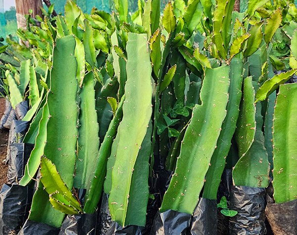 Starting right is key to successful dragon fruit farming. We provide certified seedlings that guarantee productivity and long-term results.