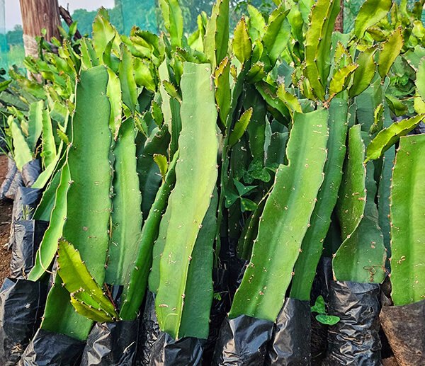 Starting right is key to successful dragon fruit farming. We provide certified seedlings that guarantee productivity and long-term results.