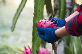 We connect farmers, investors, and businesses to opportunities in the dragon fruit sector.