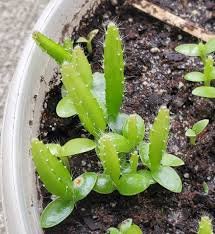 Starting right is key to successful dragon fruit farming. We provide certified seedlings that guarantee productivity and long-term results.